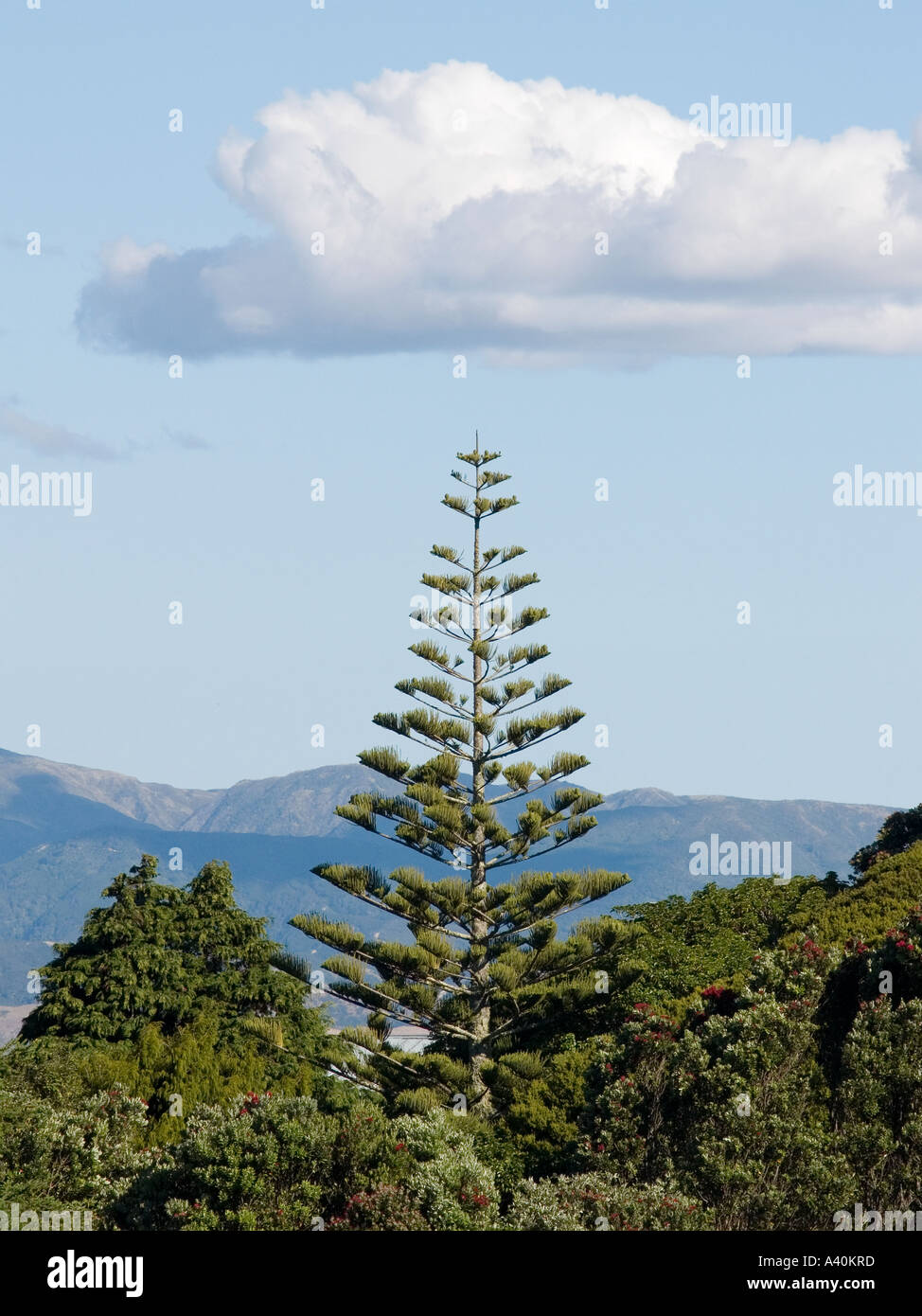 Norfolk Island Pine tree conifer Araucaria heterophylla with backdrop of sky cloud and hills Stock Photo