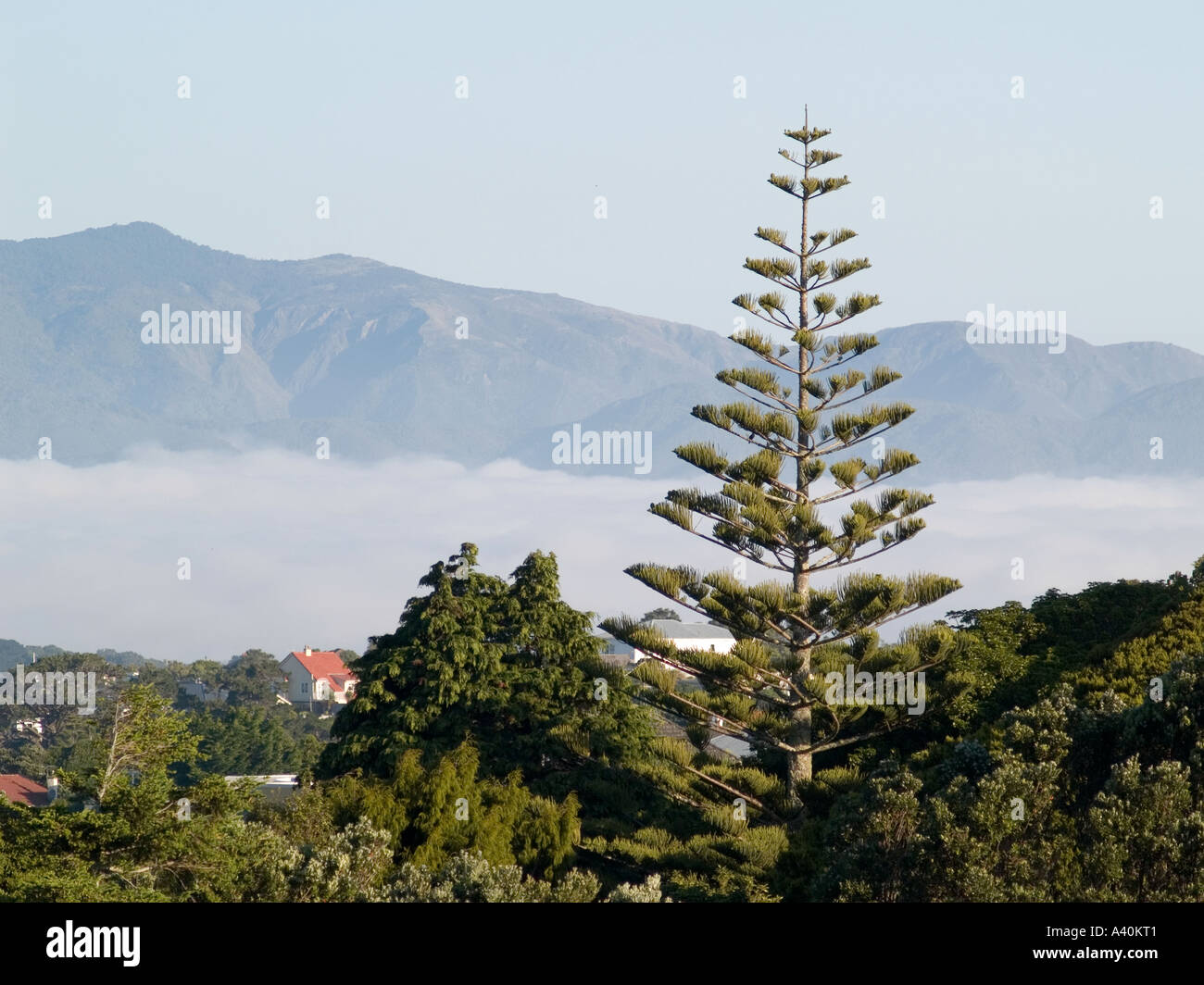 Norfolk Island Pine tree conifer Araucaria heterophylla with backdrop of sky low cloud mist and hills Stock Photo