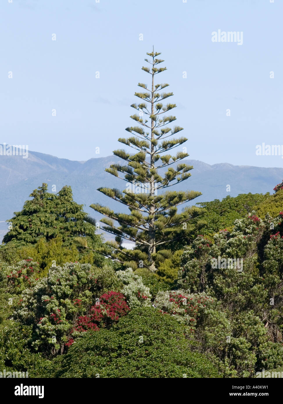 Norfolk Island Pine tree conifer with backdrop of sky clouds and hills surrounded by red flowering Pohutukawa myrtle Stock Photo