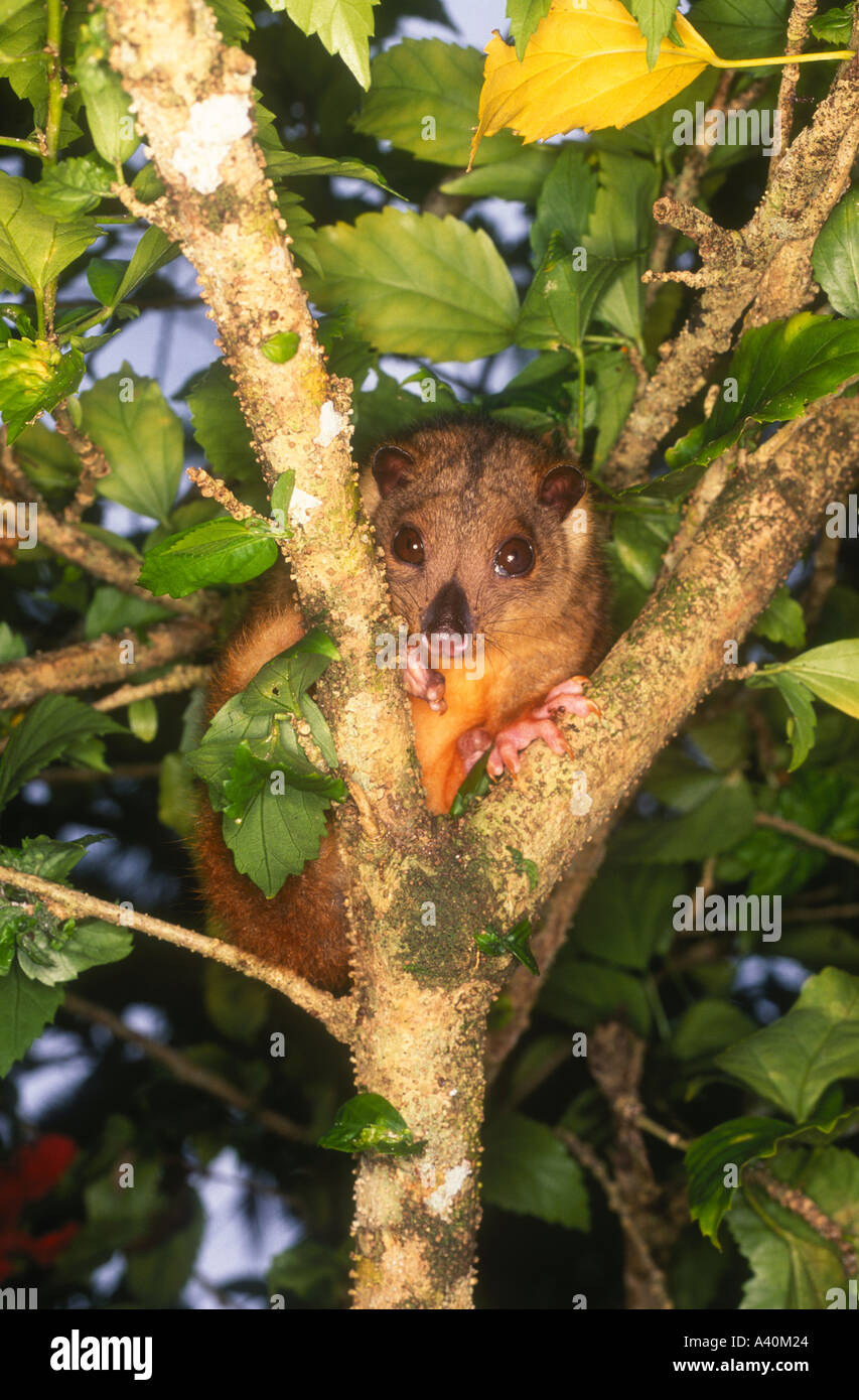 Cuscus marsupial possum in tree hires stock photography and images Alamy