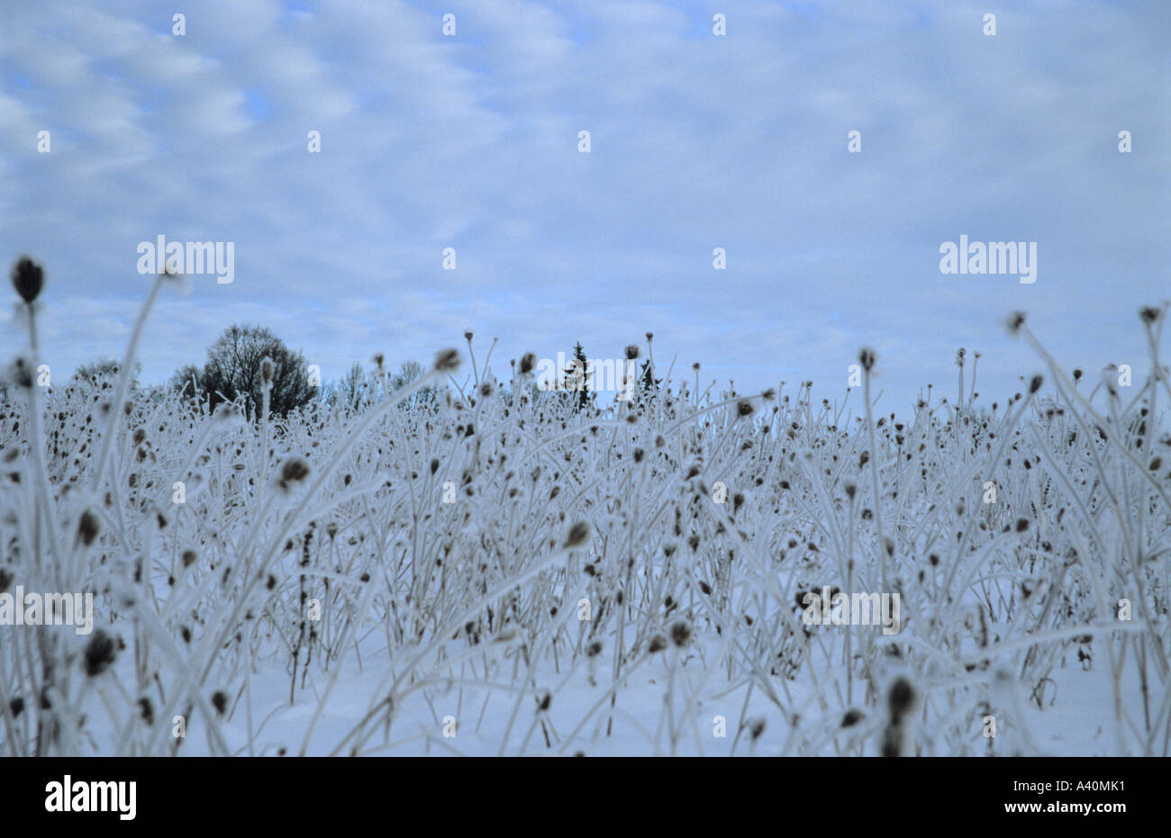 Frost covered plants hi-res stock photography and images - Alamy