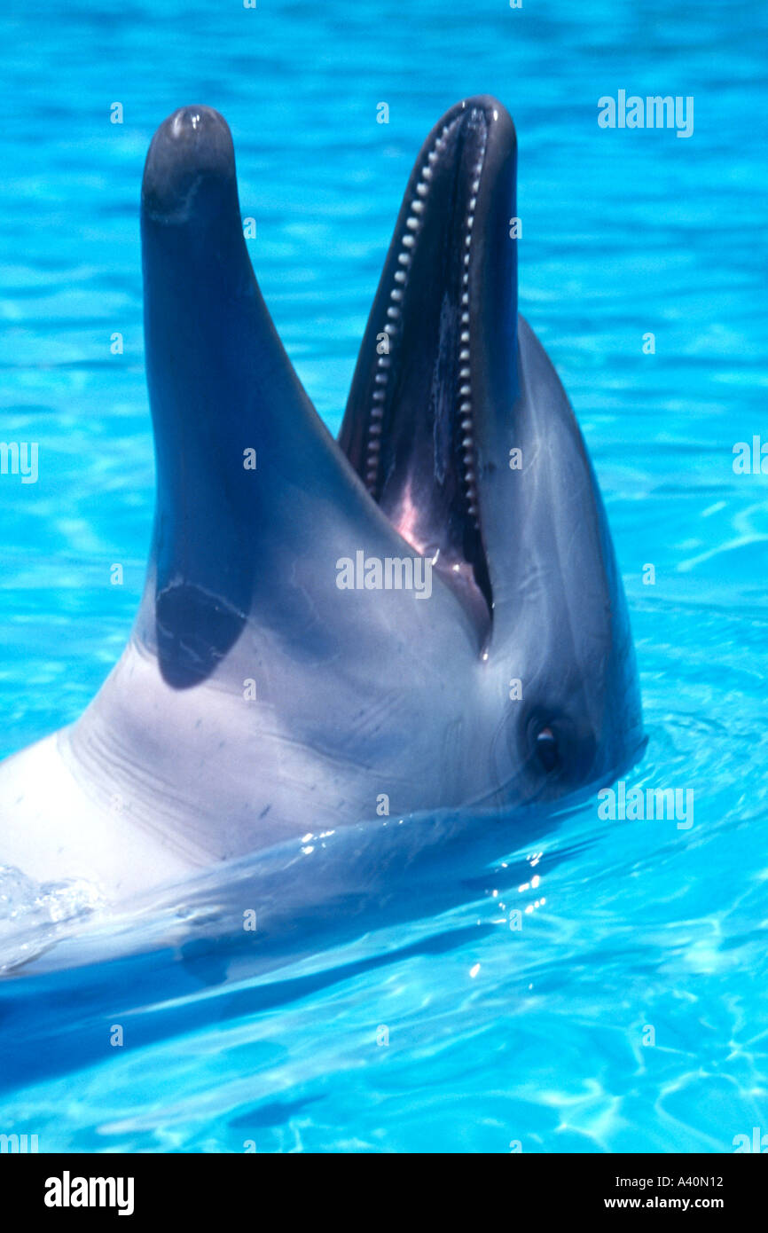 Bottlenosed Dolphin Stock Photo