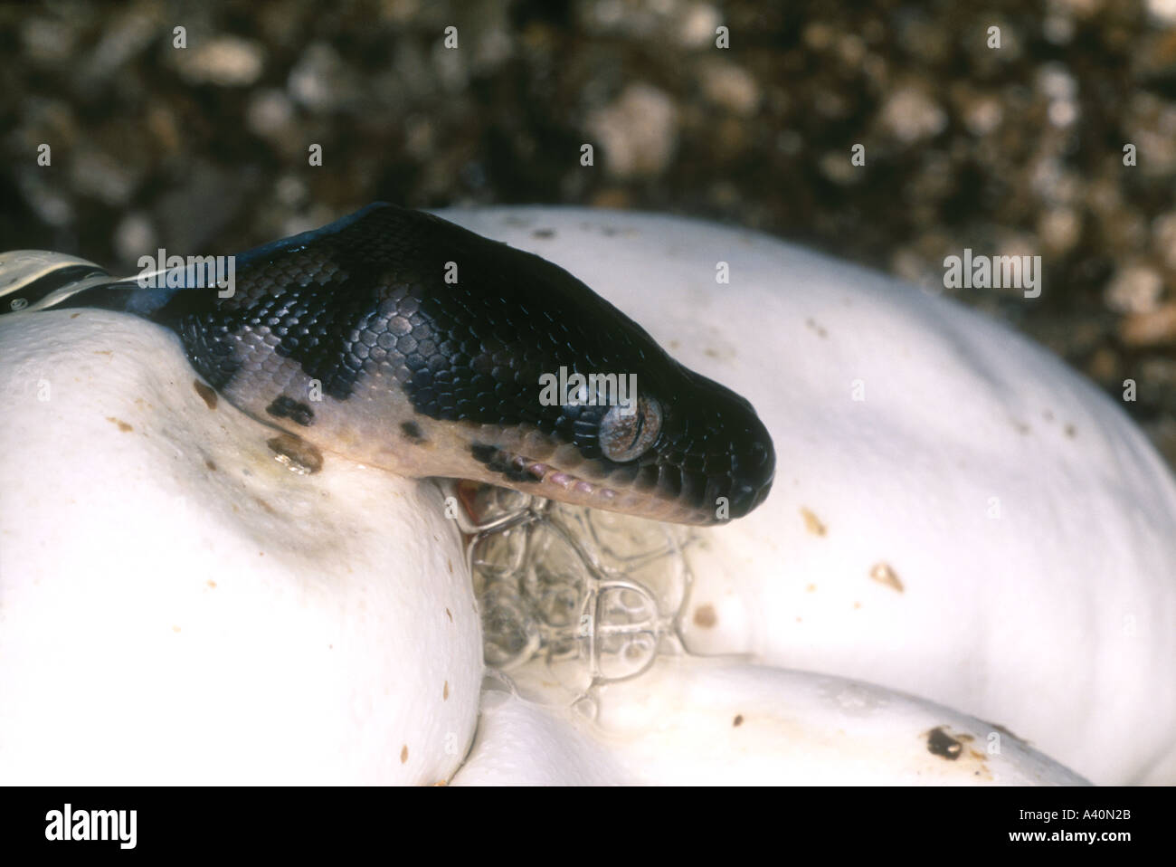 Carpet Python, Morelia spilota, hatching from the egg Stock Photo