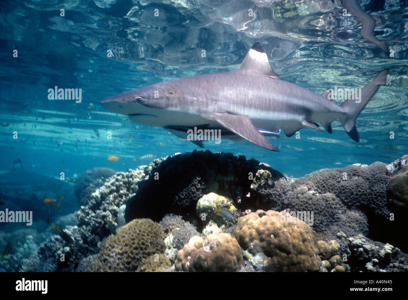 Blacktip Reef Shark, Carcharhinus melanoptera, with Remora or slender suckerfish, Echeneis naucrates. Stock Photo
