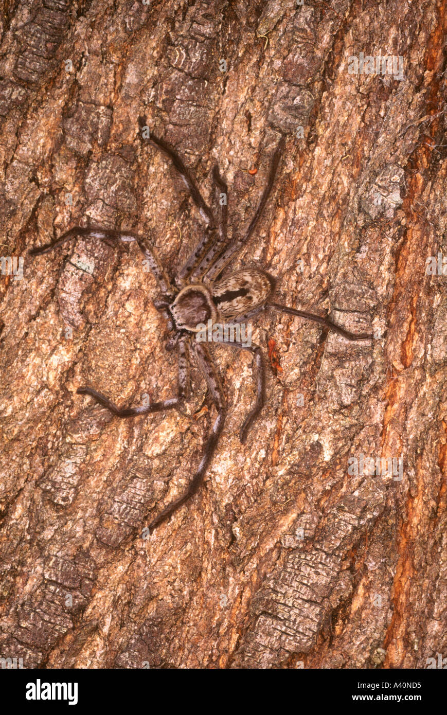 A large Australian Huntsman Spider, Heteropoda holconia camouflaged on tree bark. Also known as a tarantula spider Stock Photo