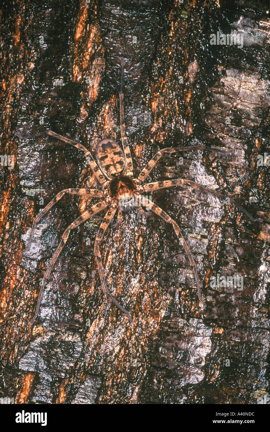 An Australian Brown Huntsman Spider, Heteropoda cervina, camouflaged on tree bark. Also known as a Tarantula Spider Stock Photo