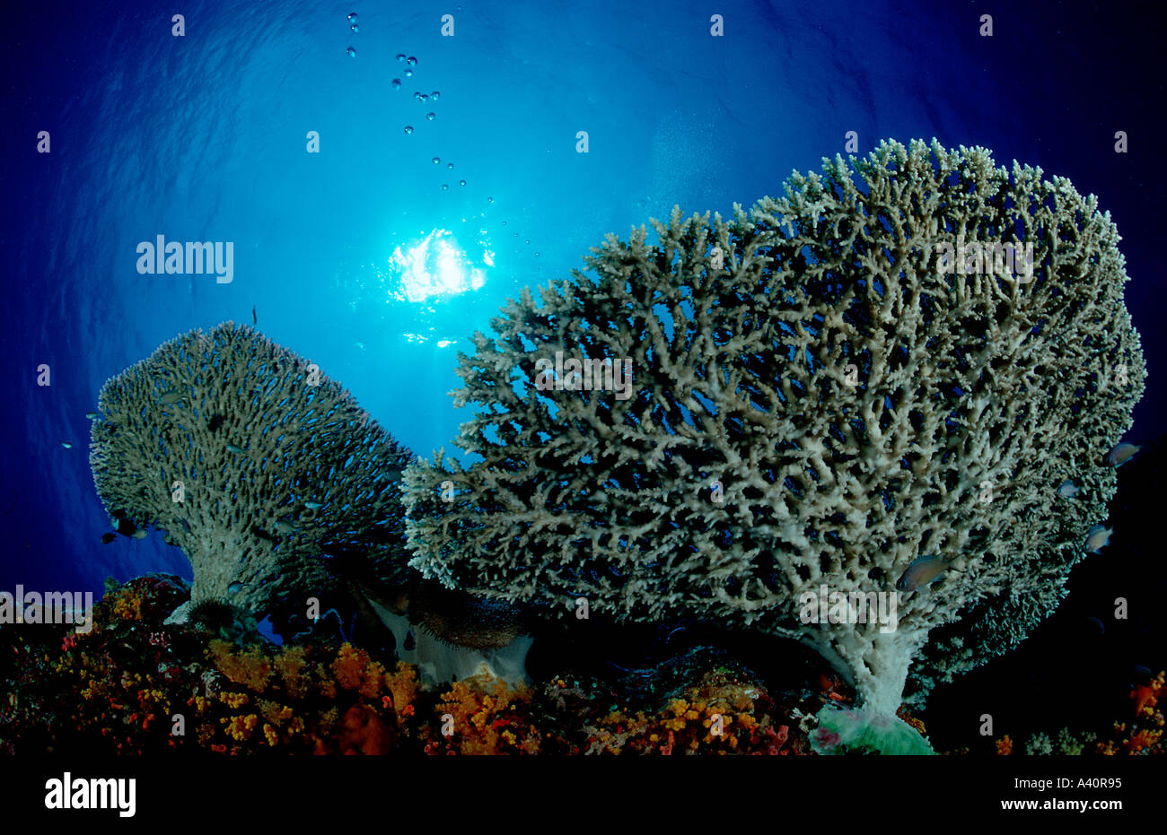 Steinkorallen Riff Hard coral reef Madreporaria Stock Photo