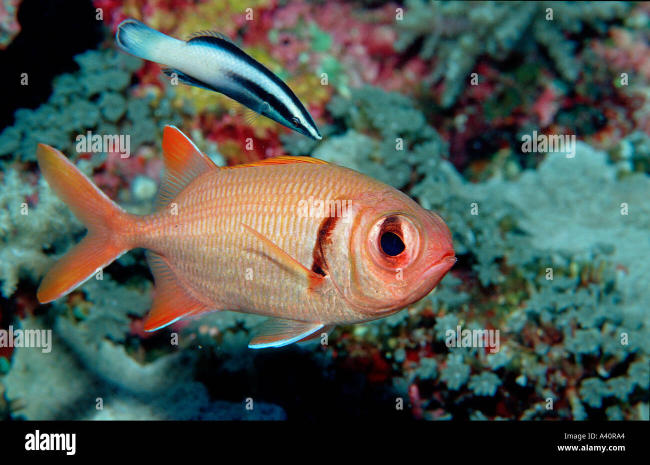 Weißsaum Soldatenfisch und Putzerlippfisch Blotcheye soldierfish and cleaner wrasse Myripristis murdjan Stock Photo