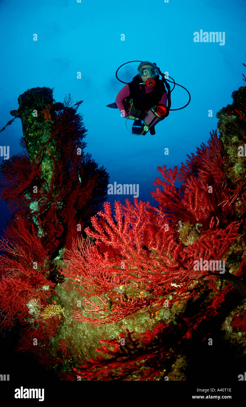 Taucher und Rote Gorgonien Scuba Diver and Red Corals  Stock Photo