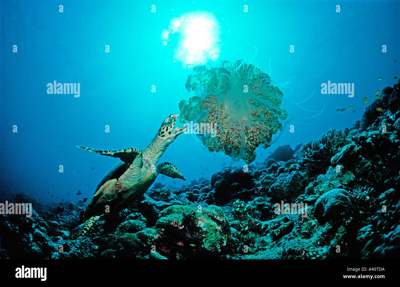 Hawksbill Turtle eating jellyfish Eretmochelys imbricata Stock Photo