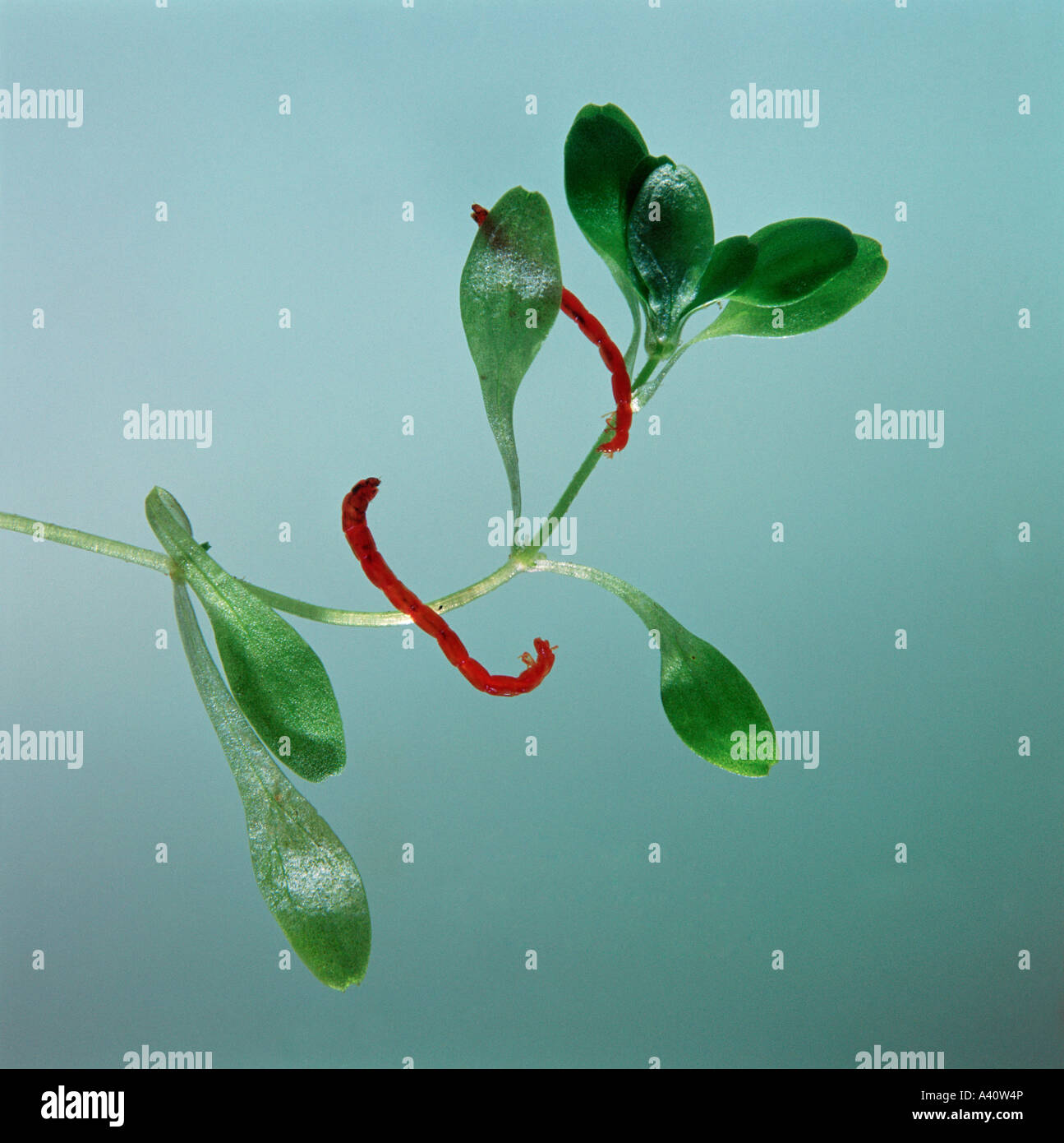 Bloodworms or midge larva Chironomus Stock Photo Alamy