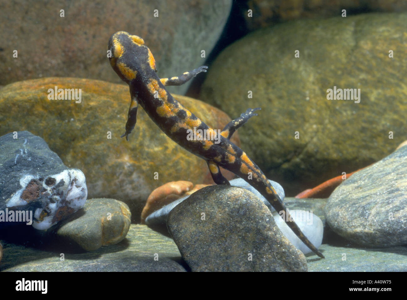 Fire salamander larvae hires stock photography and images Alamy