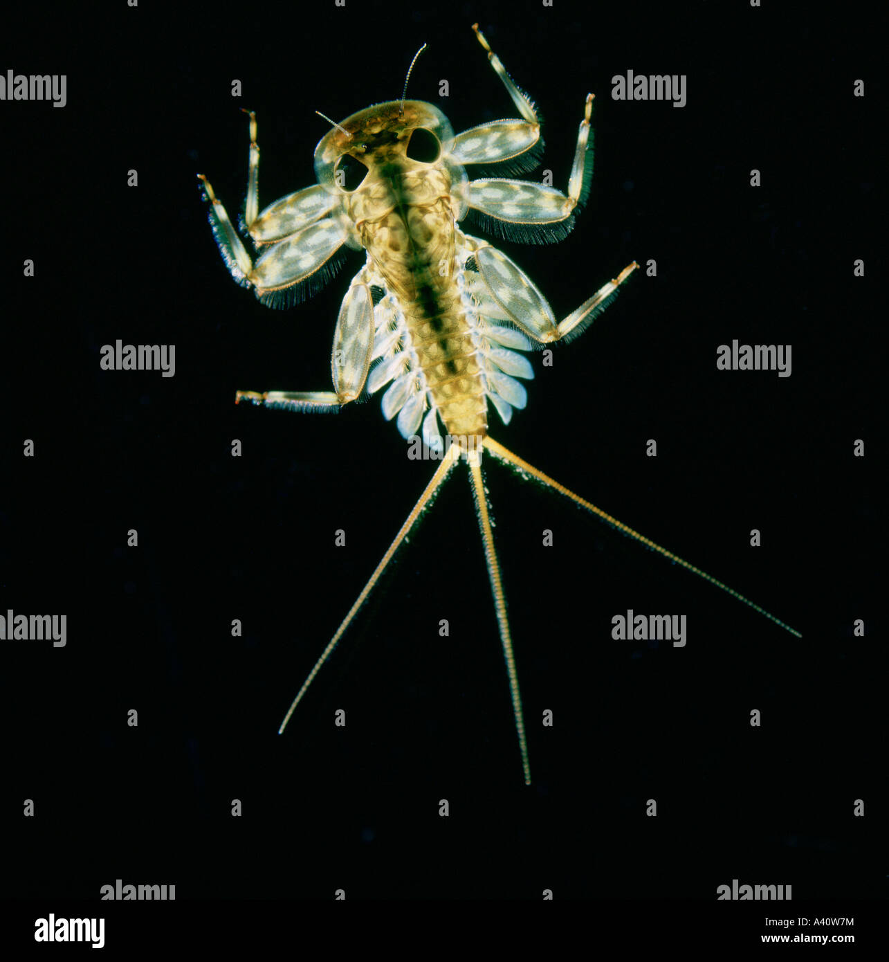 Mayfly nymph Ecdyonorus torrentis from a hill stream showing paired external gills Stock Photo