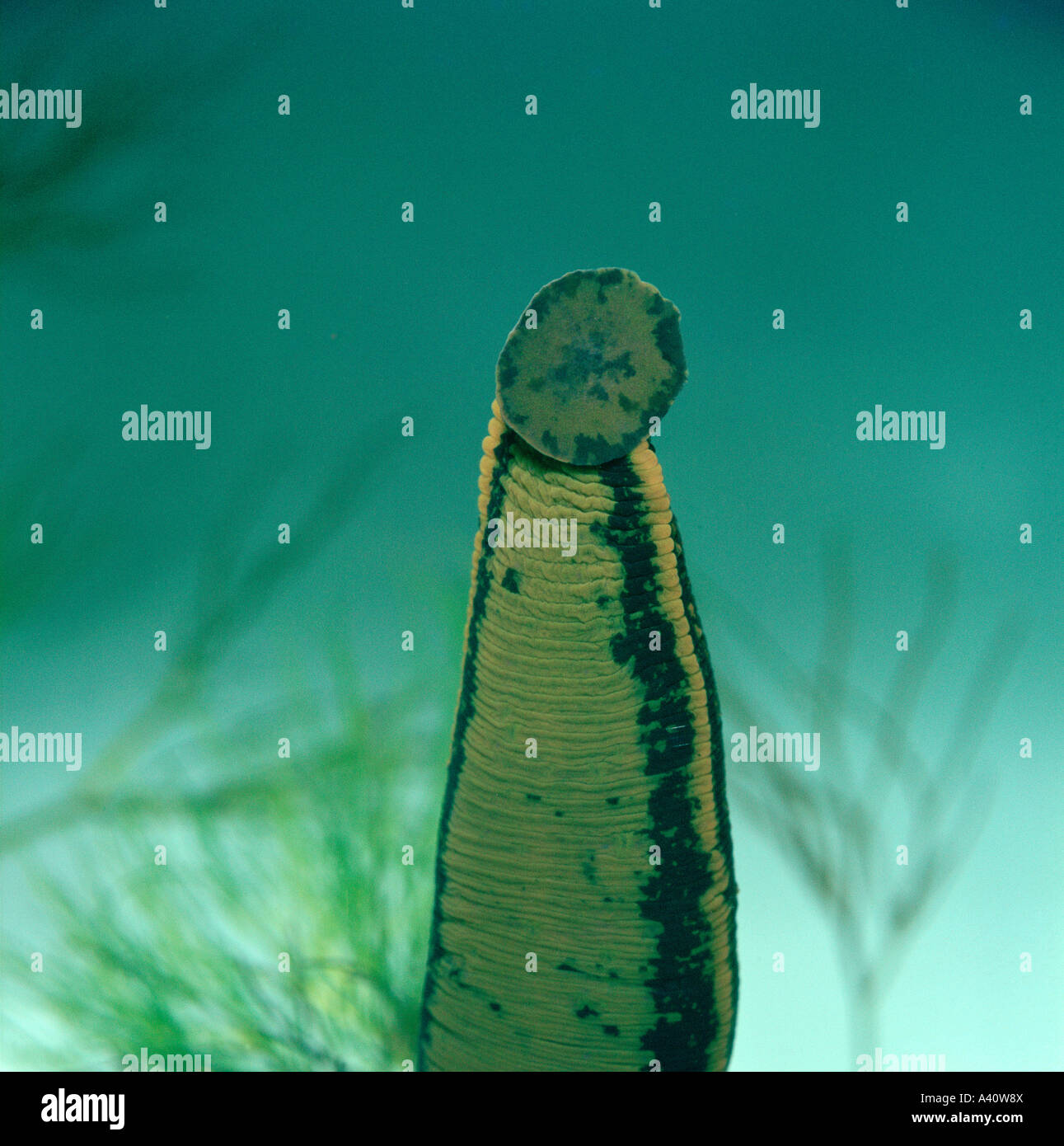 Freshwater leech hires stock photography and images Alamy