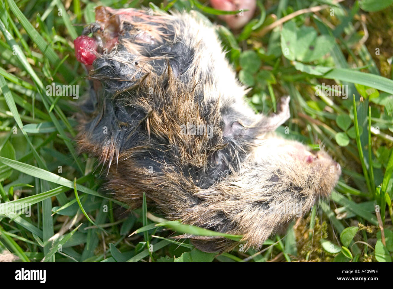 dead mouse on grass with fly  Stock Photo