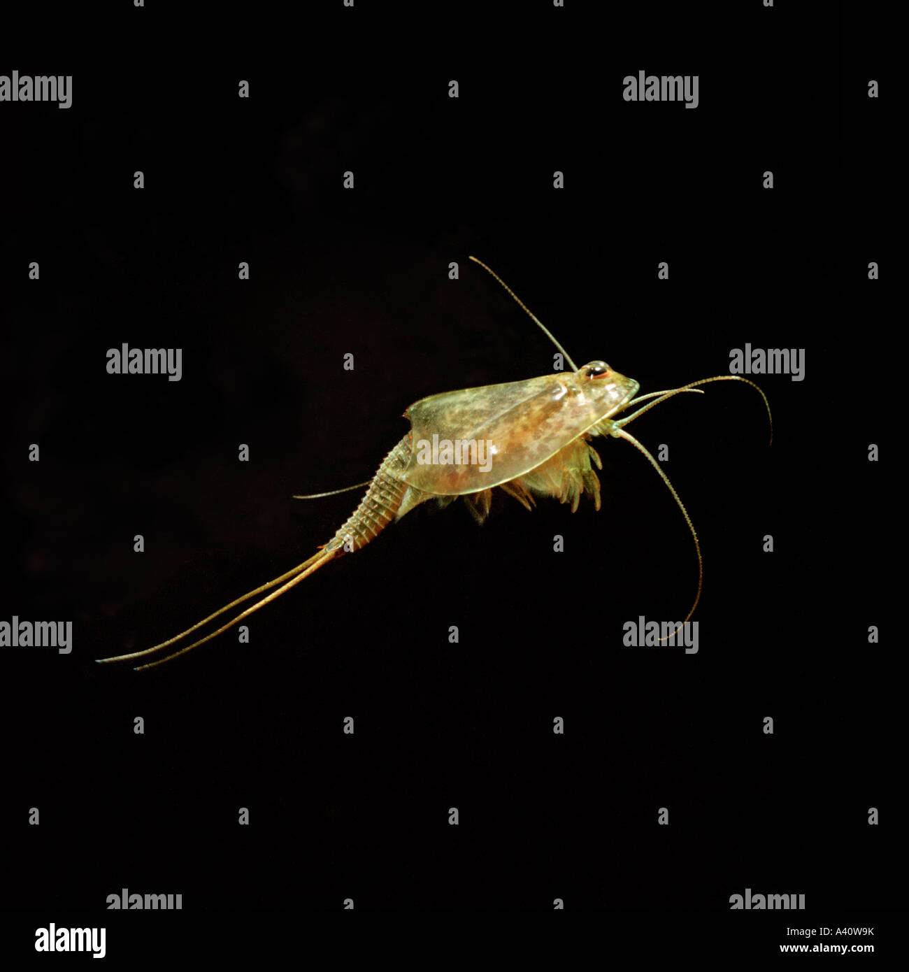 Apus triops cancriformis hi-res stock photography and images - Alamy