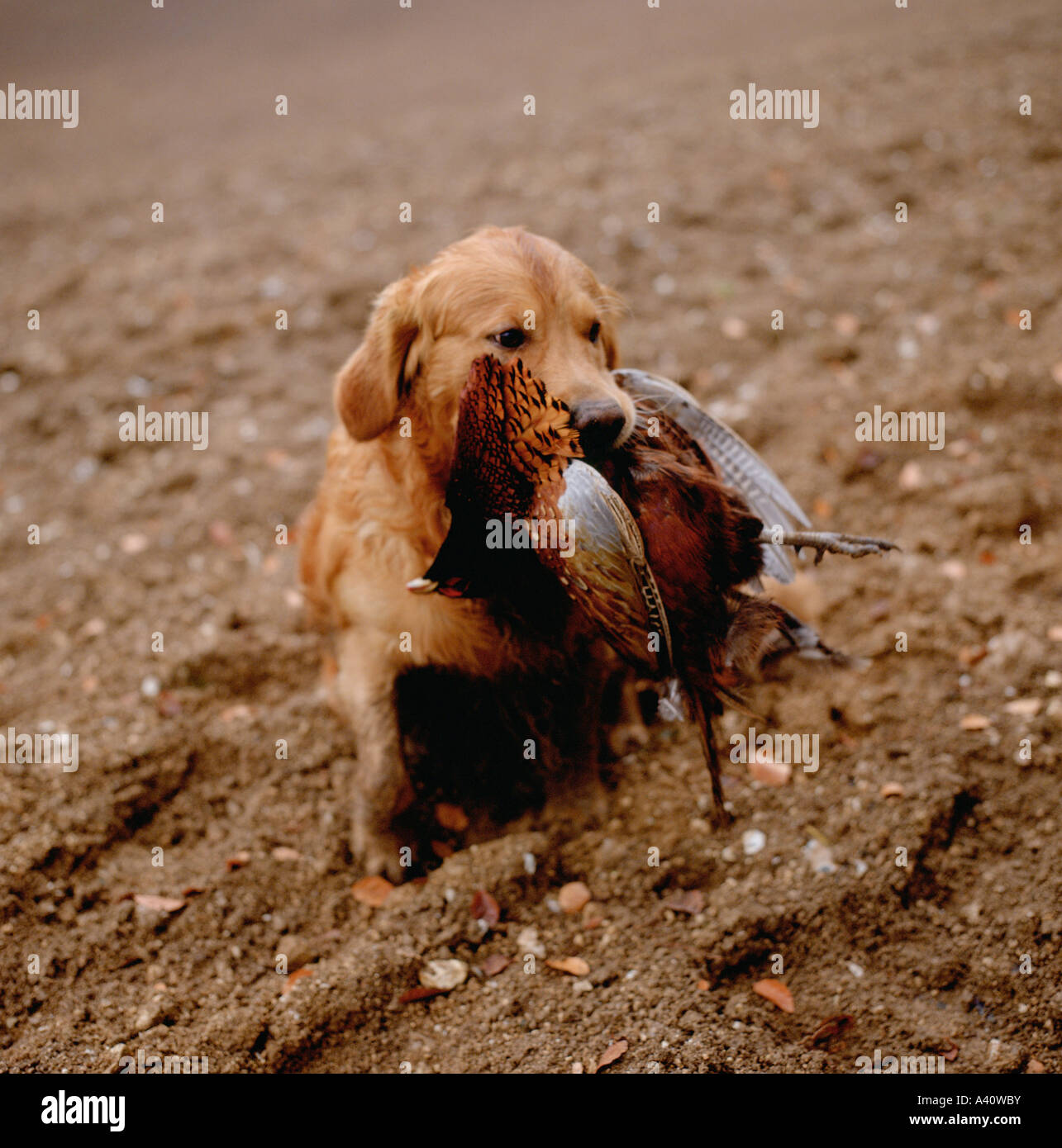 Dog retrieving pheasant from ploughed field at shoot in winter southern