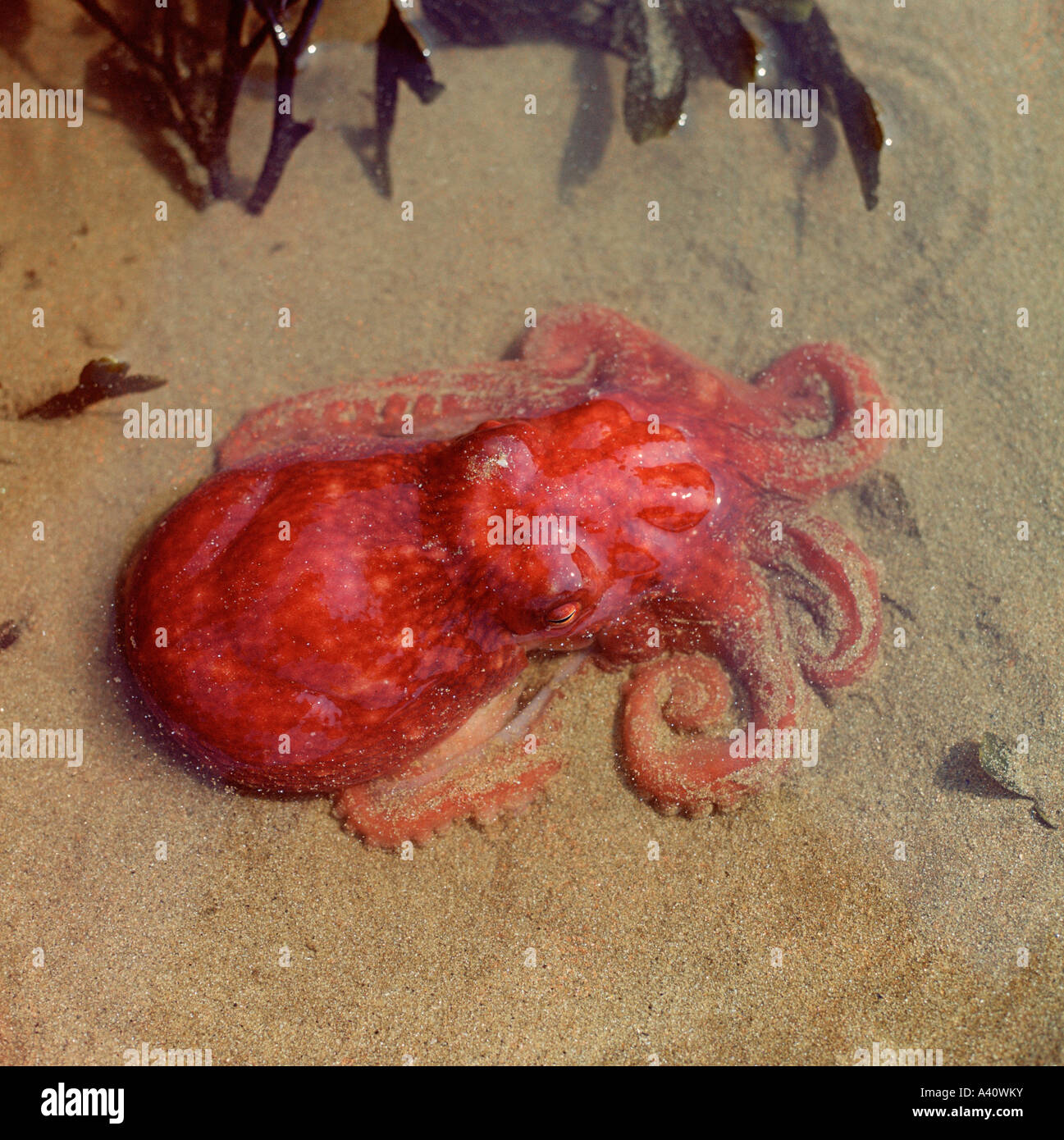 Curled octopus, Eledone cirrhosa, stranded on sandy beach by an exceptionally low tide. Stock Photo