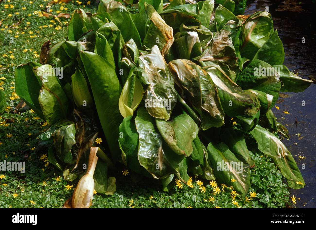 Frost damage to skunk cabbage Stock Photo
