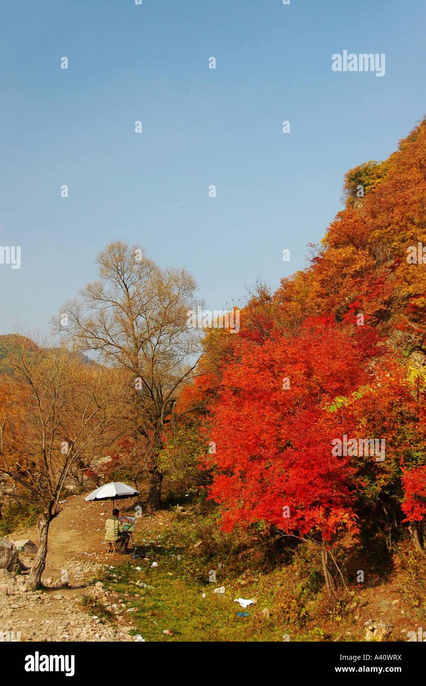 red maple trees in liaoning province, china Stock Photo - Alamy