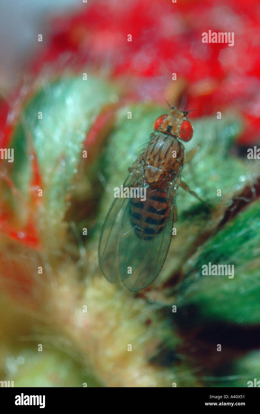 Fruit fly drosophila melanogaster hires stock photography and images Alamy