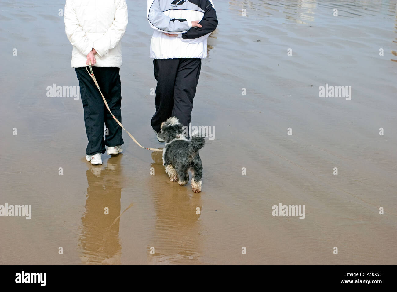 feet and back of a couple walking on the sand of sables d olonne beach in winter morning with sport clothes and dog domestic pet Stock Photo
