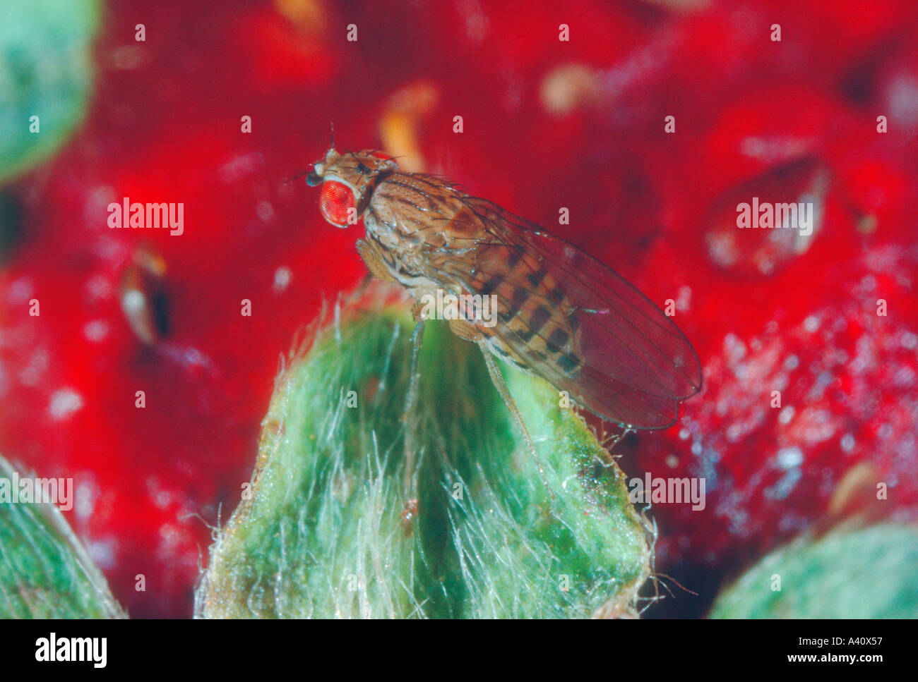 Fruit fly (drosophila melanogaster) hires stock photography and images