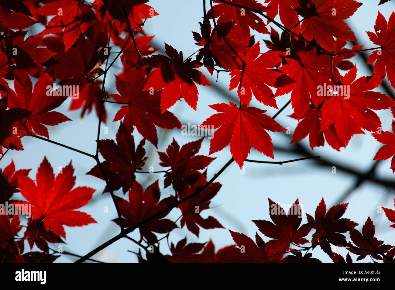 red maple leafs in fall in liaoning province, china Stock Photo