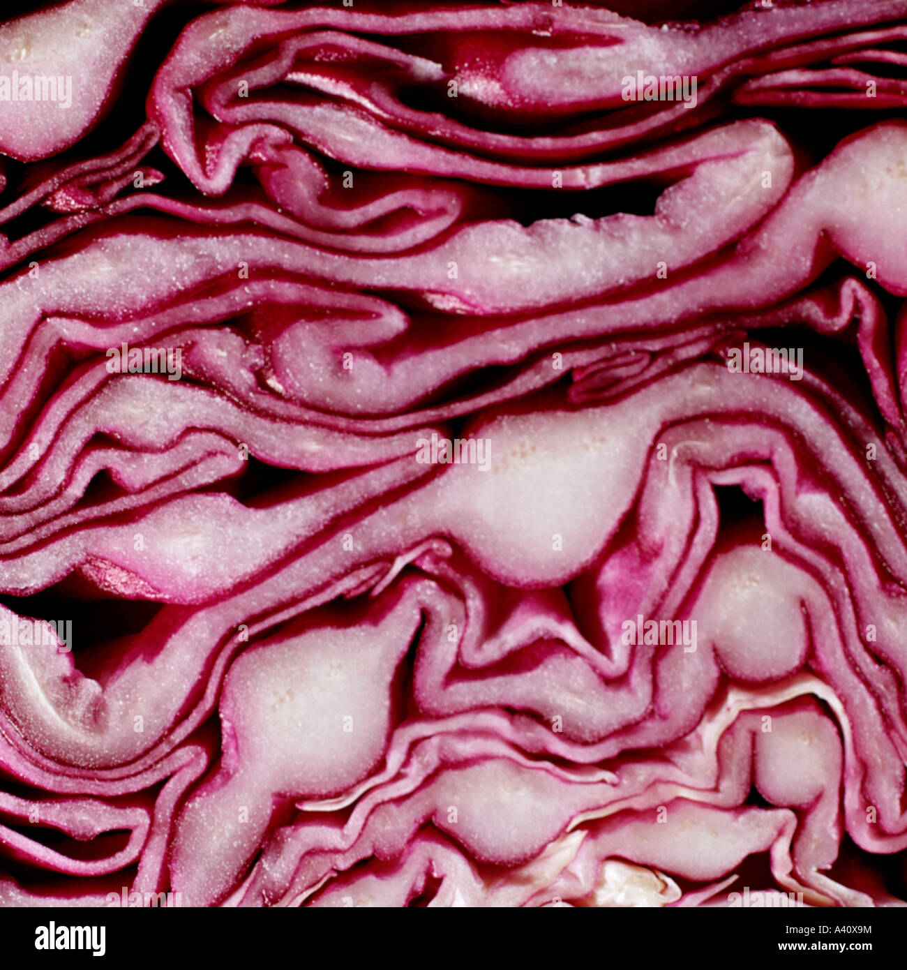 Sectioned red cabbage Stock Photo