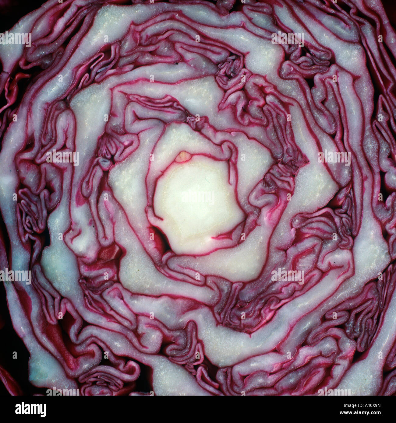 Sectioned red cabbage showing spiralling leaves Stock Photo