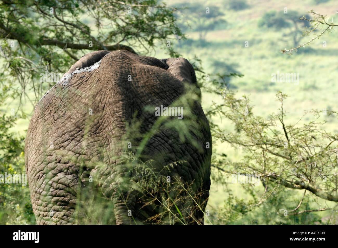 Back of an elephant in Queen Elizabeth National Park, western Uganda Stock Photo