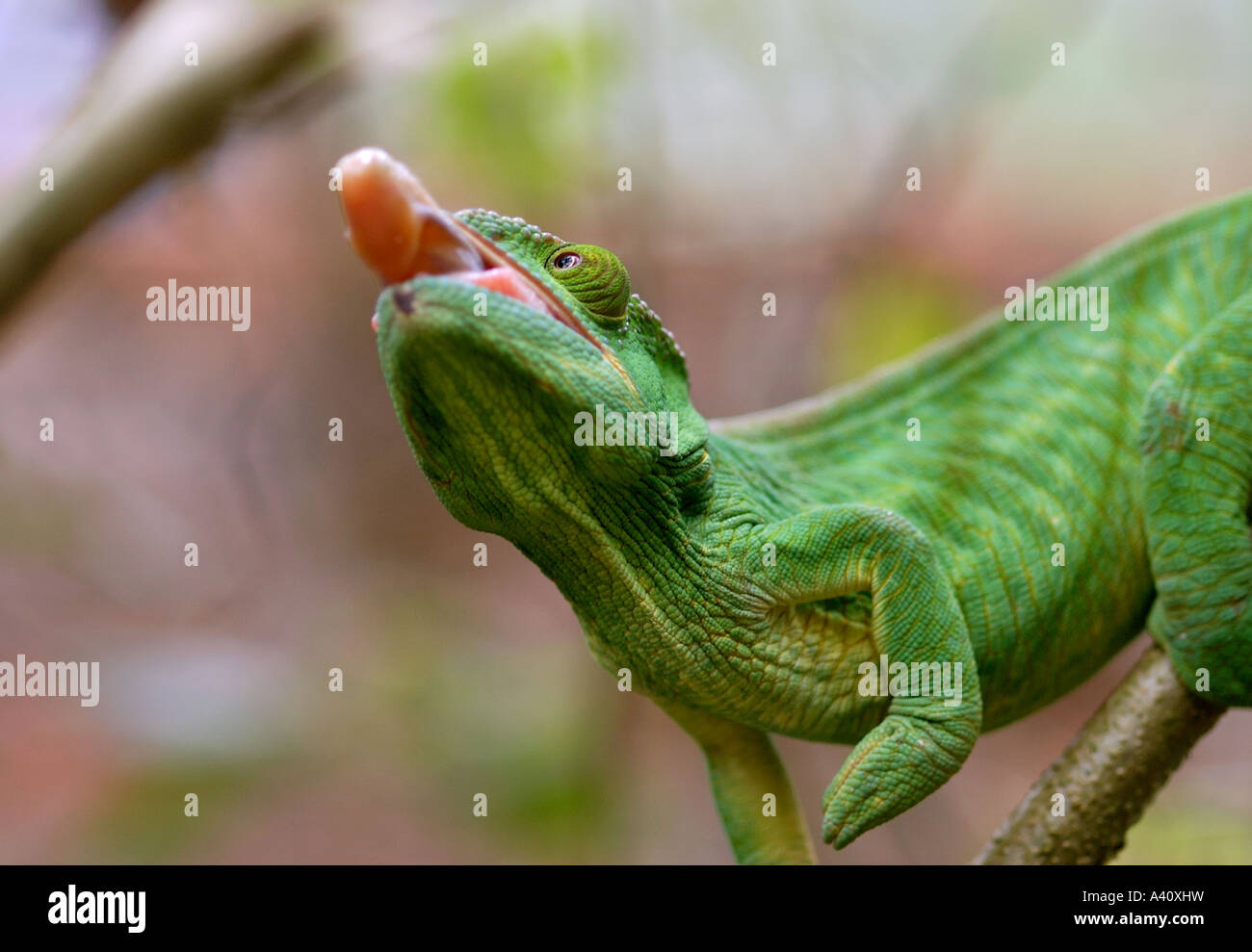Chameleon pushing out extensile tongue to feed Madagascar Stock Photo