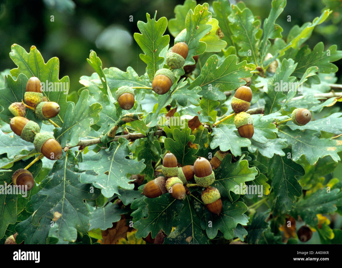 Oak Trees In A Mast Year Hi res Stock Photography And Images Alamy