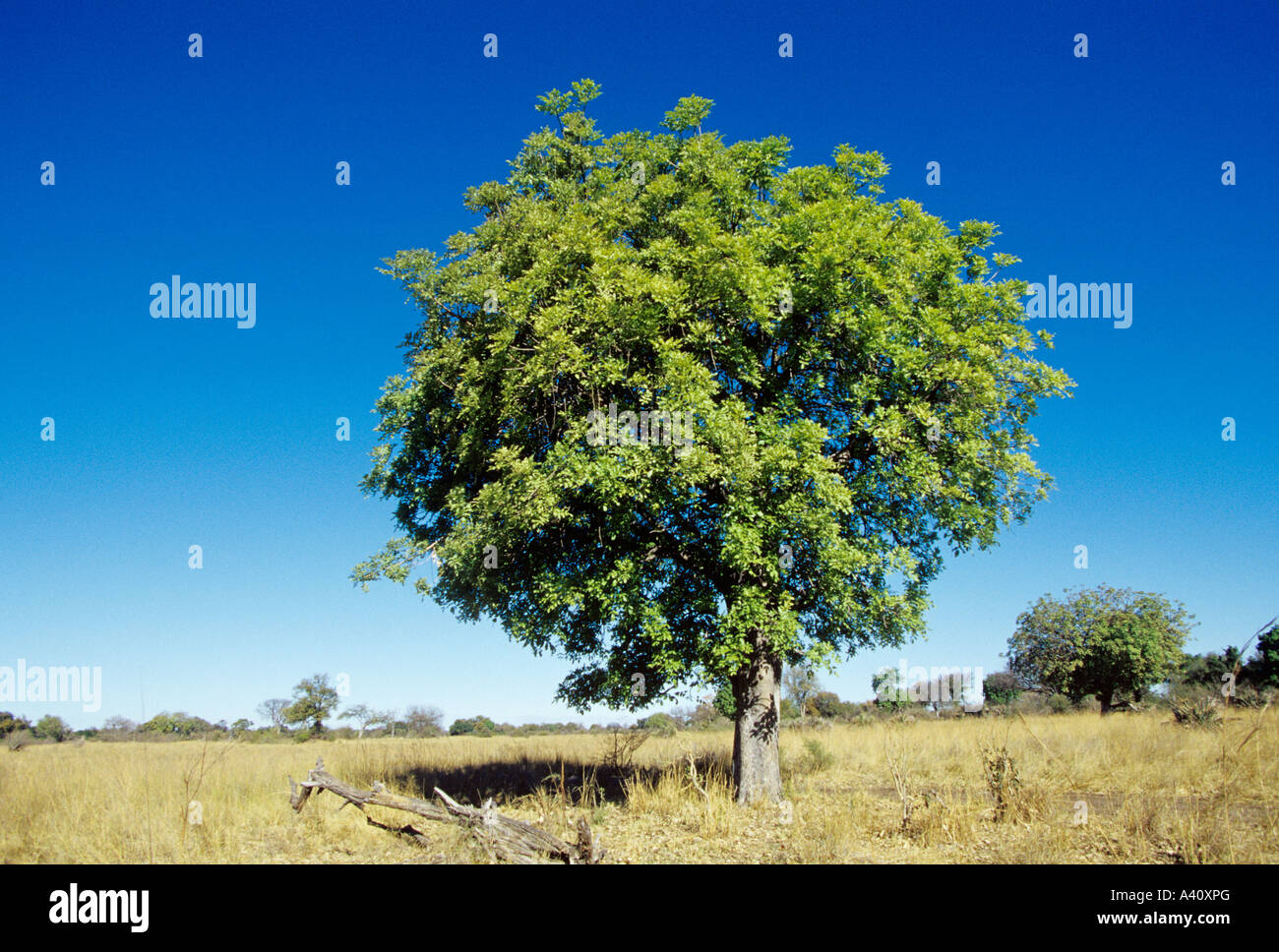 Sausage tree Kigelia pinnata November Botswana extracts used as emetic cure for skin cancer and treatment of syphilis Stock Photo