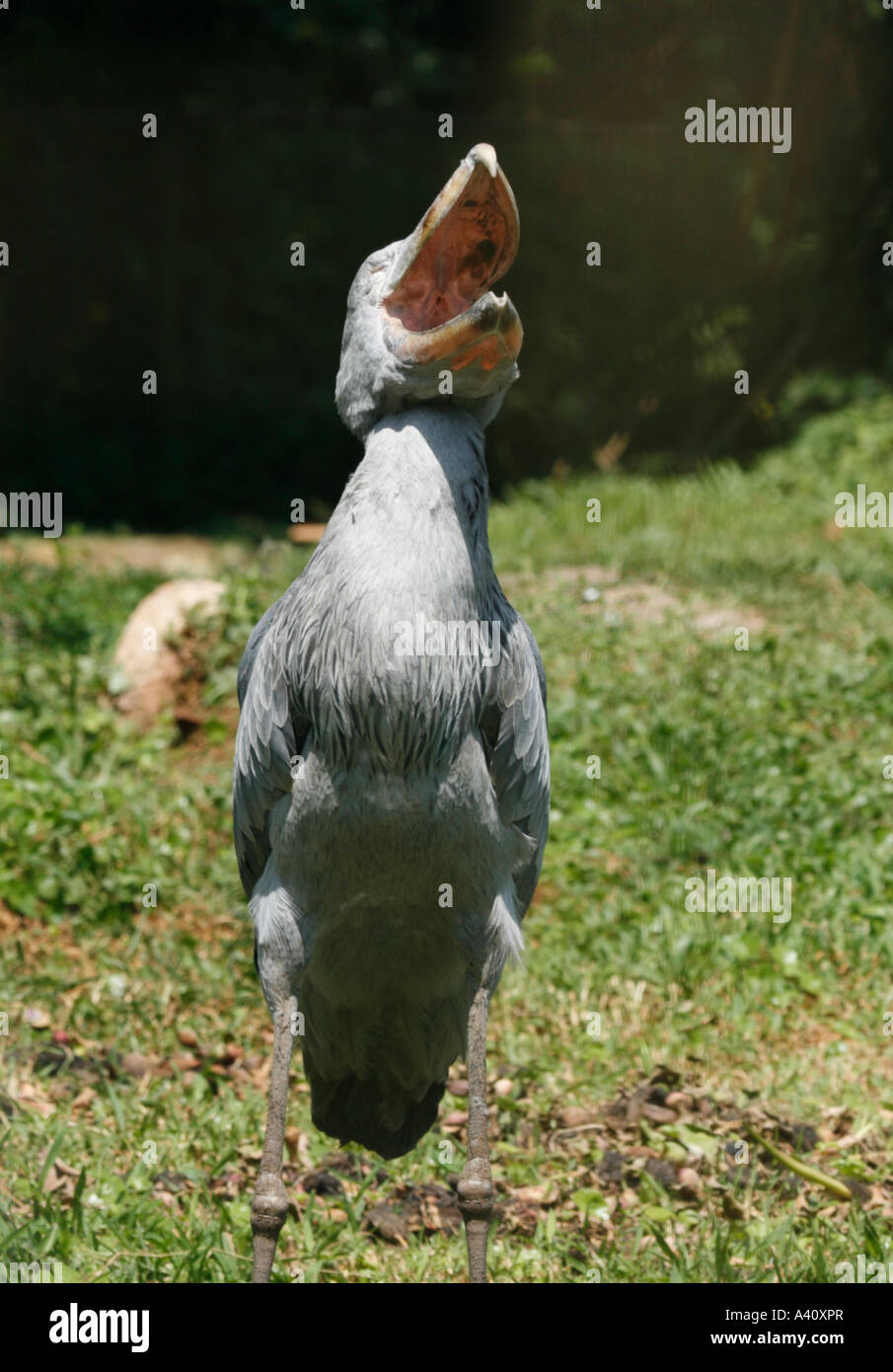 Shoebill stork hires stock photography and images Alamy
