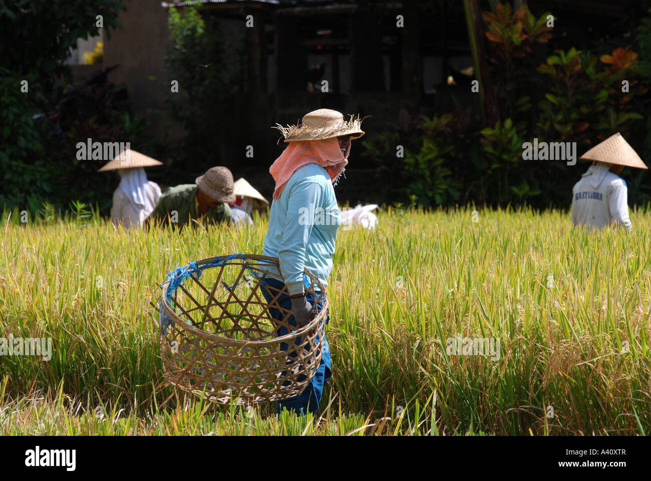 workers tending paddy field Bali Indonesia Stock Photo