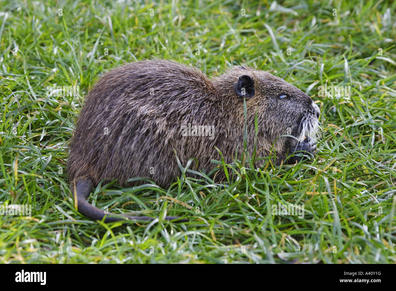 Bisamratte, Ondatra zibethicus Stock Photo - Alamy
