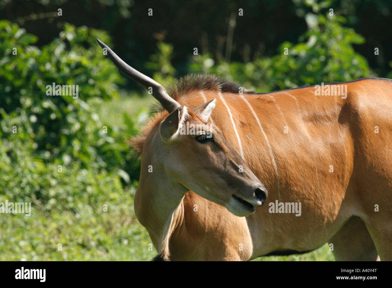 Unicorn, one horned greater kudu Stock Photo Alamy