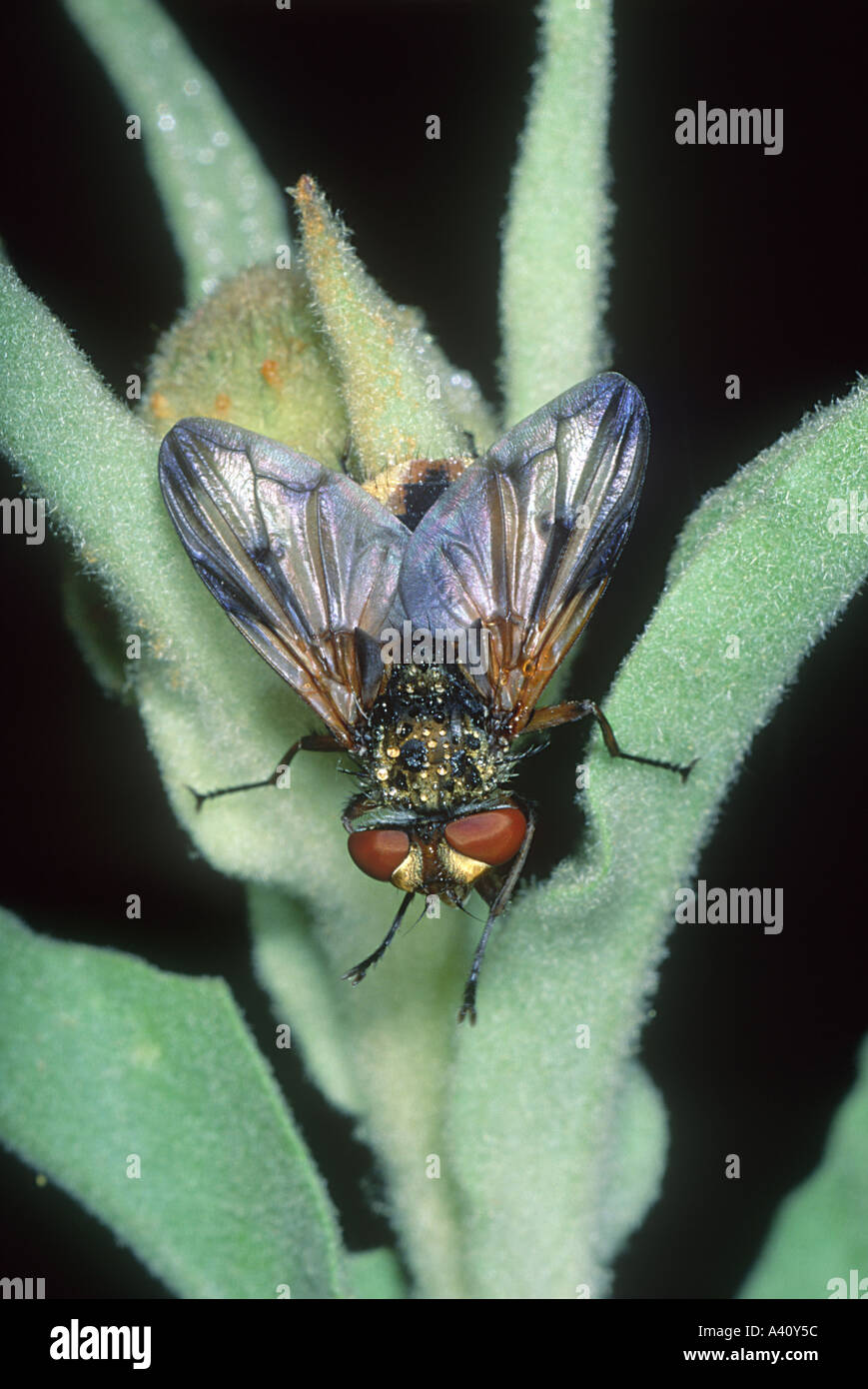Fly Family Tachinidae Stock Photo - Alamy