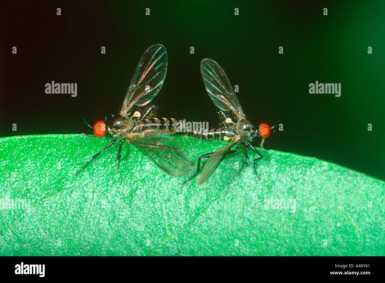 Flies mating. Family Bibionidae Stock Photo