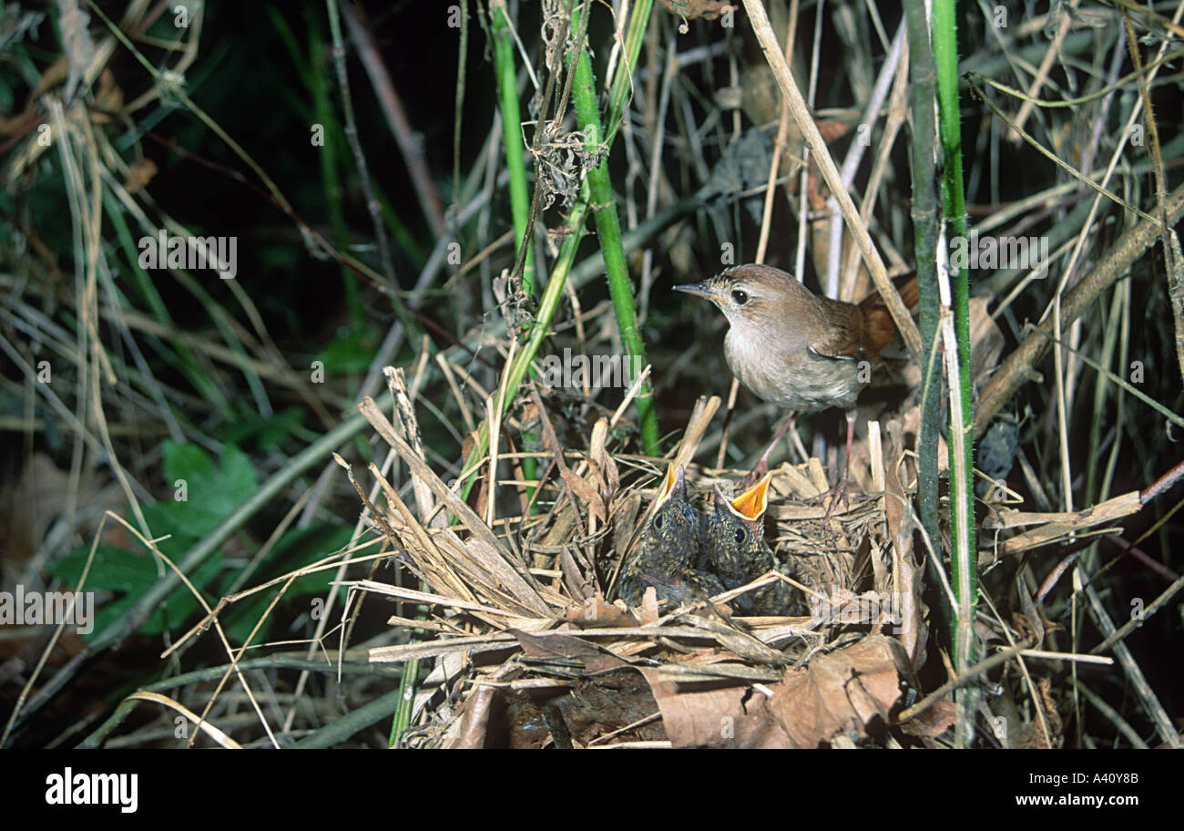 Luscinia Megarhynchos Nest Stock Photos & Luscinia Megarhynchos Nest Stock Images - Alamy