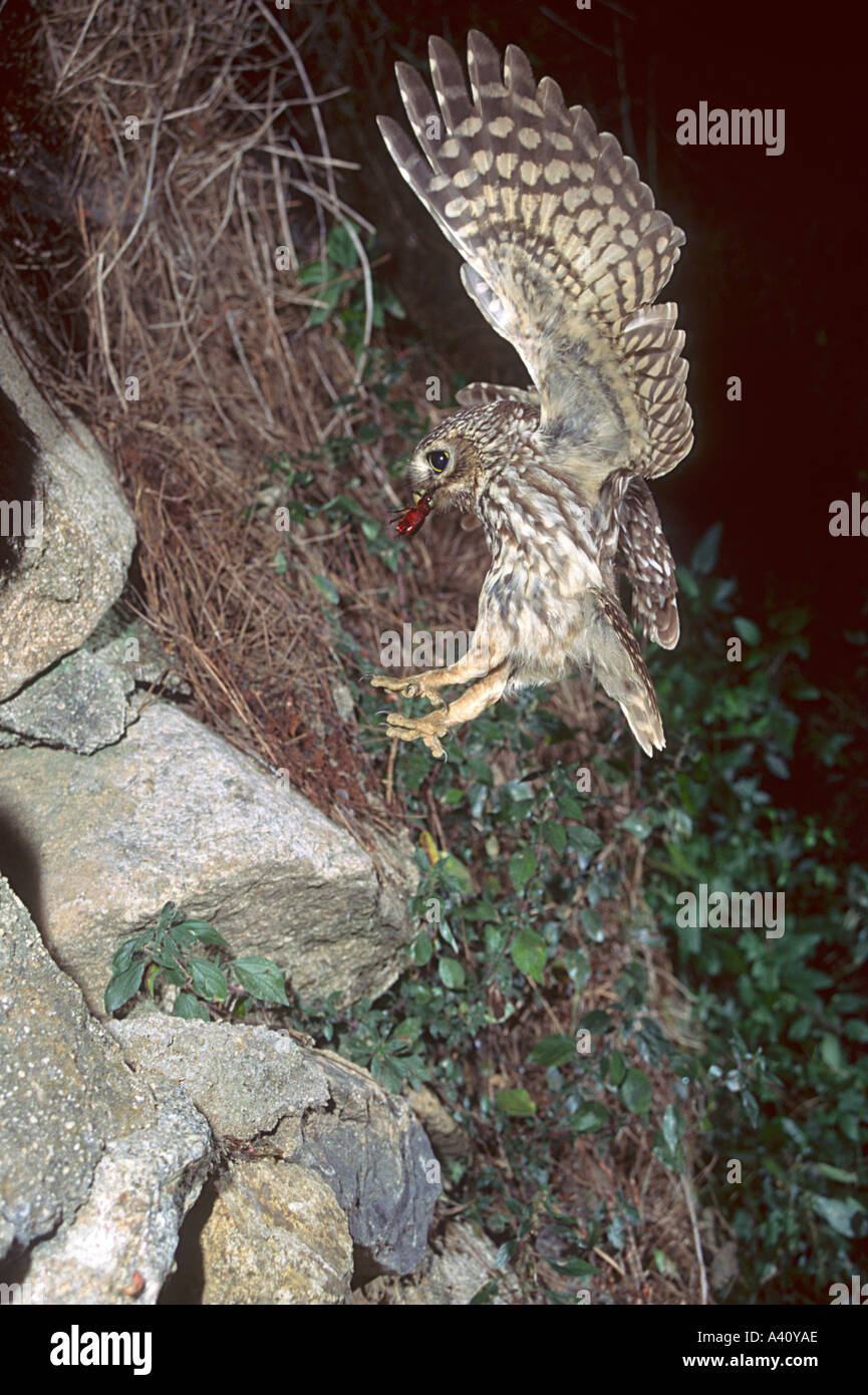 Nightflight hi-res stock photography and images - Alamy