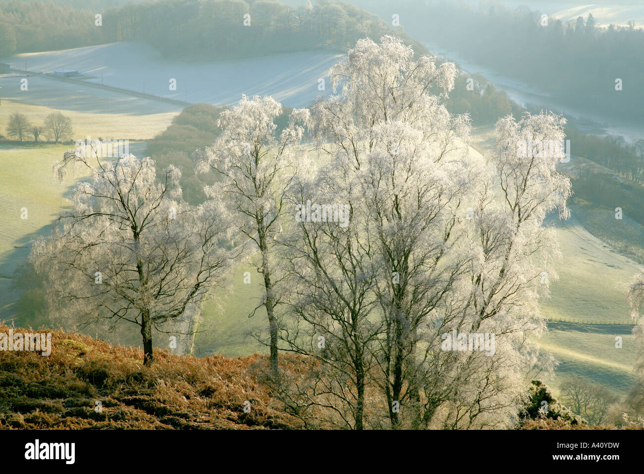 UK Scotland Tayside Perthshire The Tay Valley at Dunkeld Stock Photo
