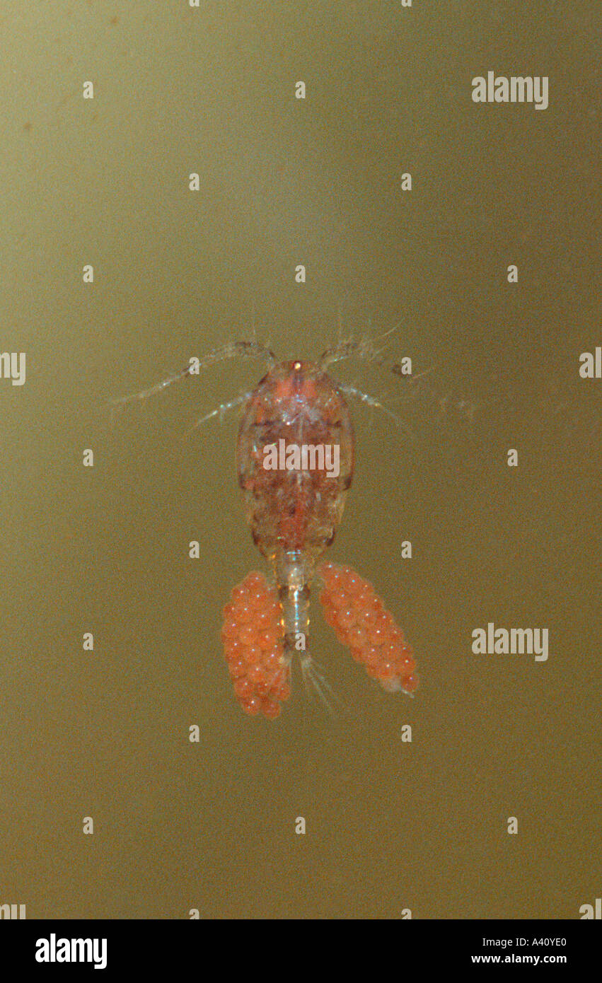 Freshwater Copepod, Cyclops sp. Female with eggs Stock Photo