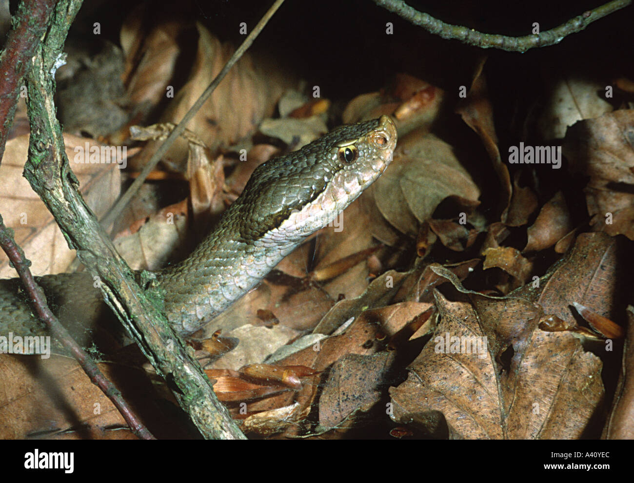 Beware of dangerous snakes hi-res stock photography and images - Alamy