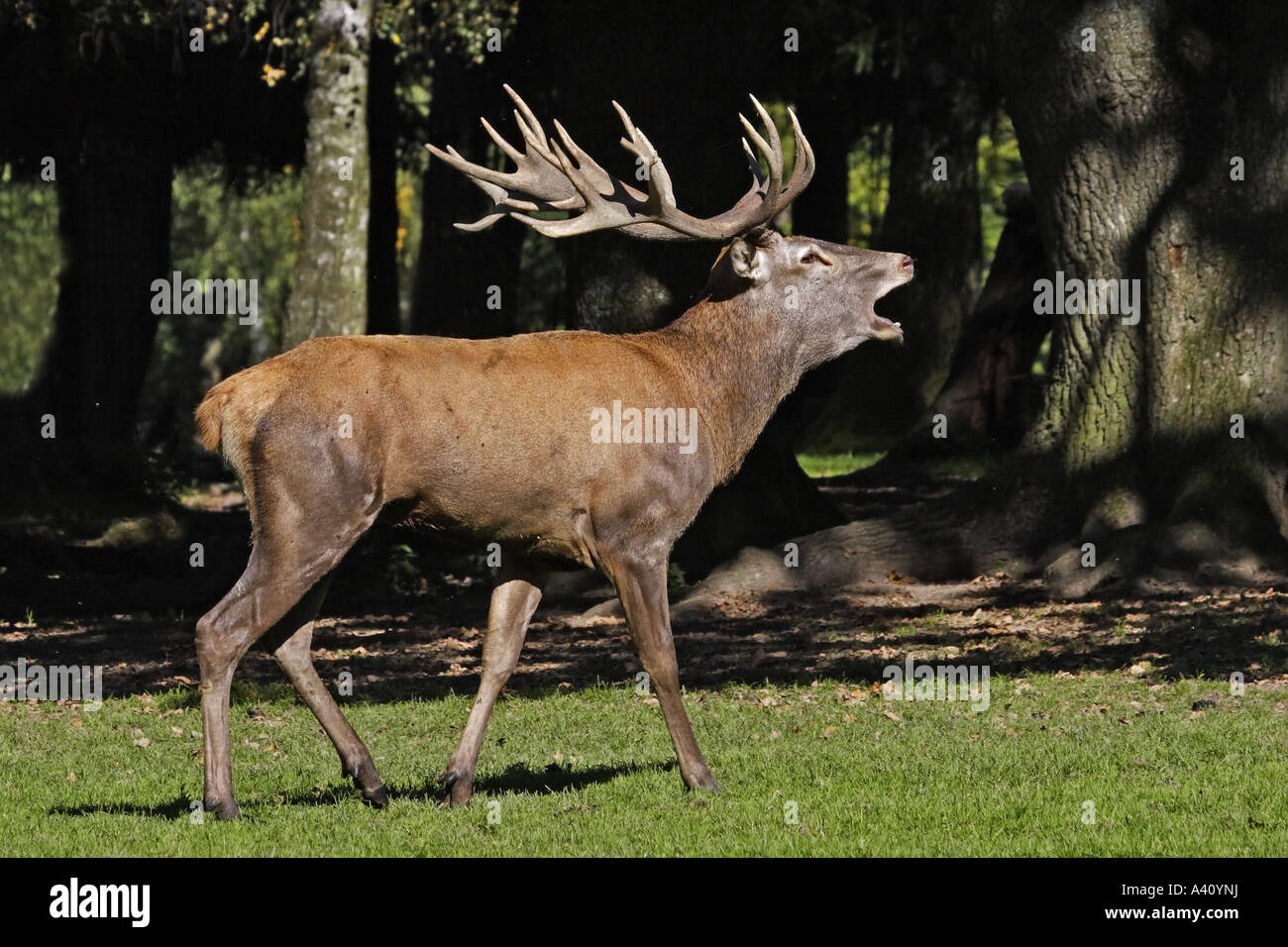 Rothirsch, Cervus elaphus, deer Stock Photo