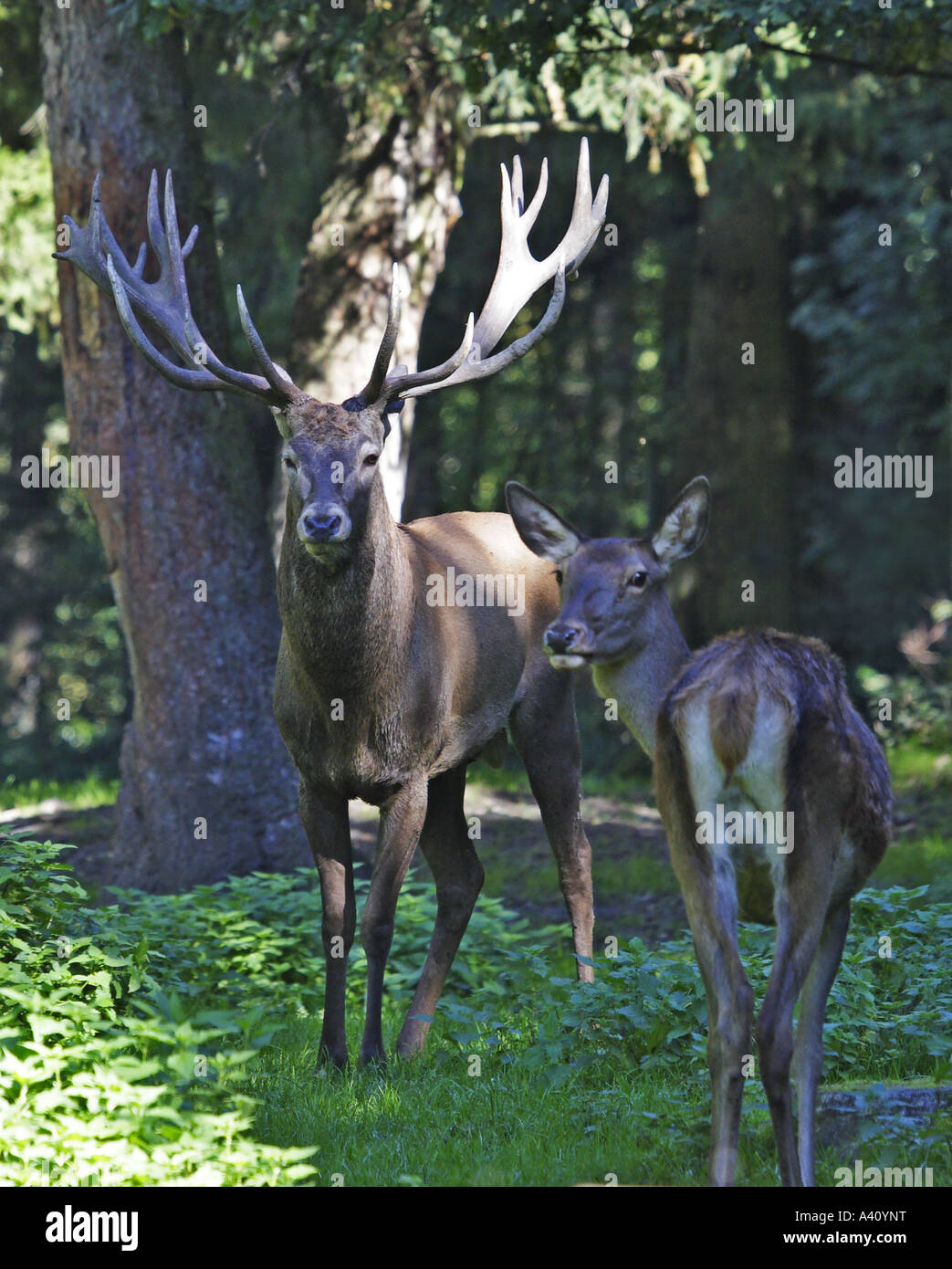 Rothirsch, Cervus elaphus, deer Stock Photo