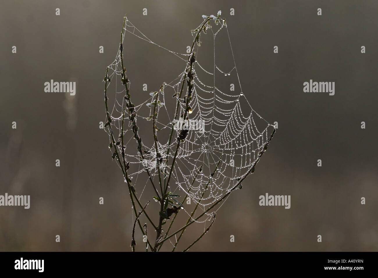 Spinnennetz im Morgentau, cobweb with water drops Stock Photo
