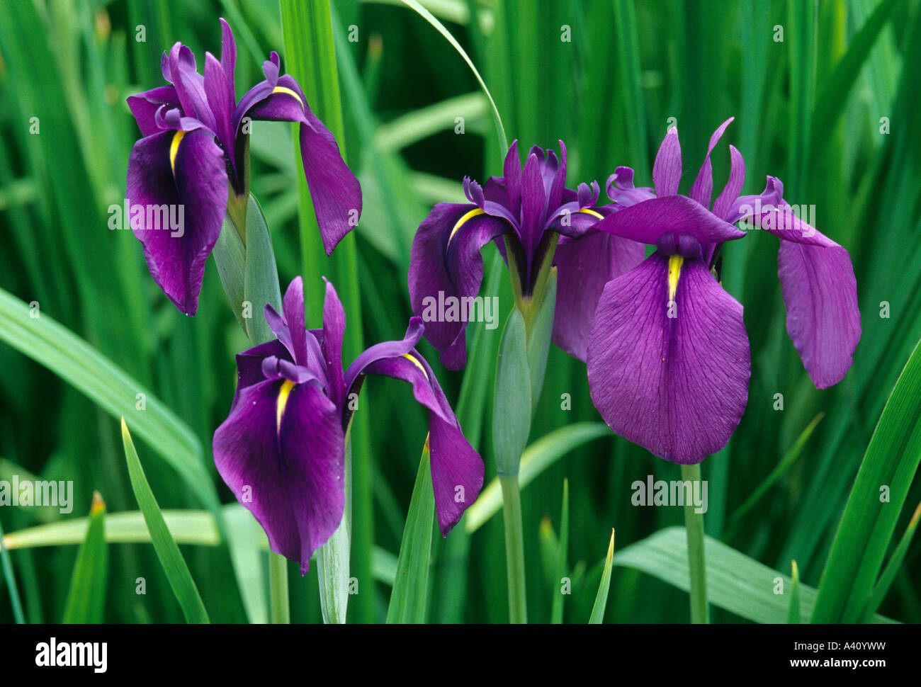 Japanese water iris Iris laevigata Stock Photo
