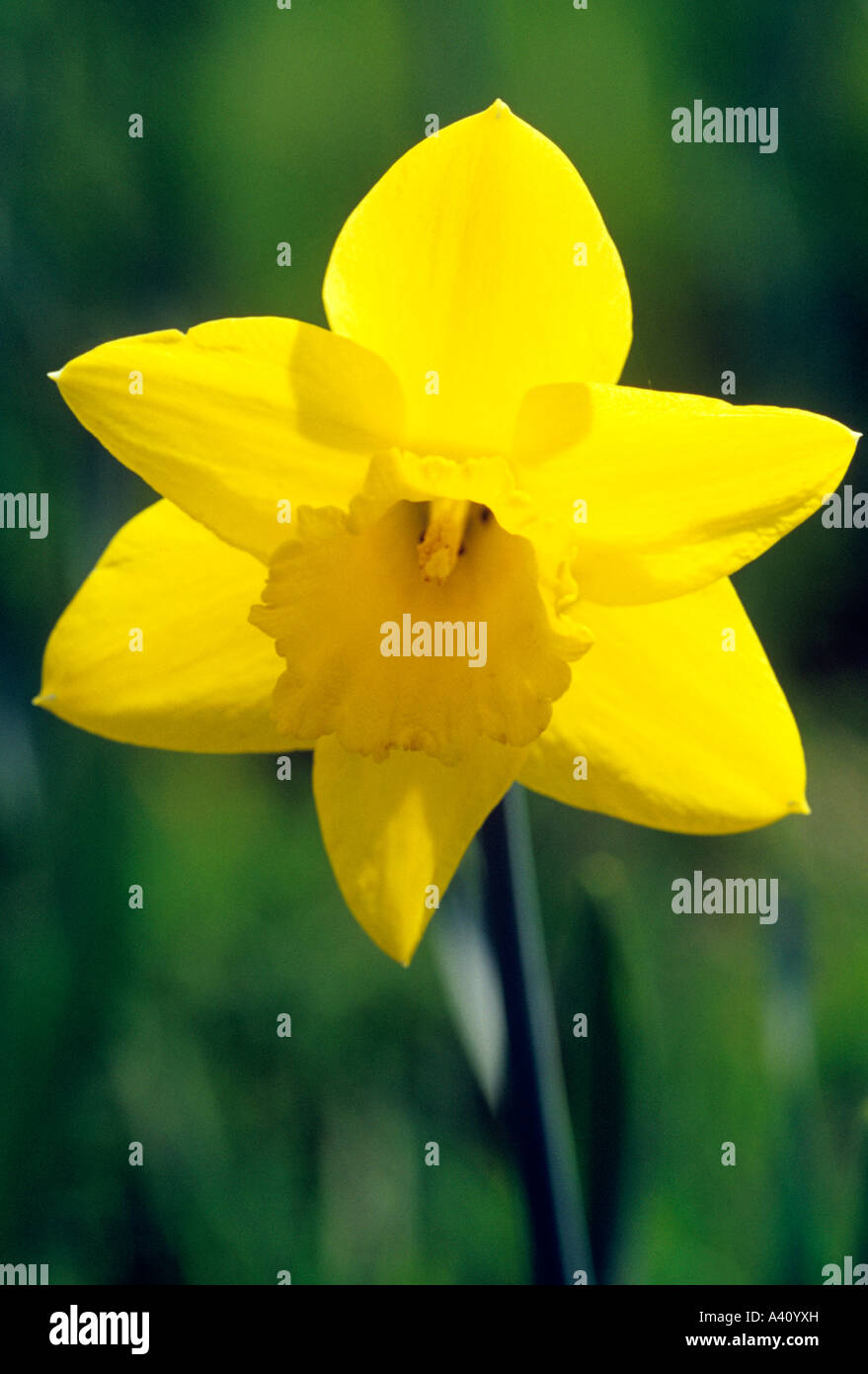 Daffodil Narcissus Saint Keverne Stock Photo